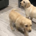 Labrador puppies
