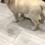 Labrador puppies