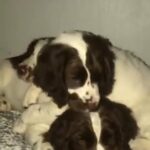 springer spaniel pups