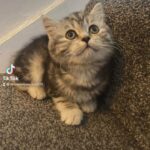 Female British shorthair kitten
