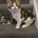 Fluffy Tabby Male Kitten
