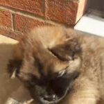 Chow Chow - Blue Eyed Boy