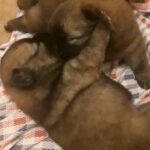 Chow Chow Pups