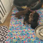 Miniature dachshund puppies