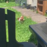 King Charles spaniel in Preston