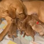 Red fox pure breed Labrador Puppies