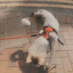 7 month old Siberian husky puppy