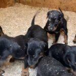 Doberman puppies 2 boys left ready to leave now