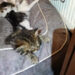 Bengal & Maincoon + Tabby kittens
