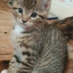 kittens 2 left tabby girl and ginger boy