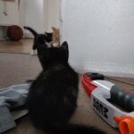 last female kitten