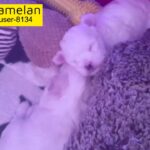 bichon for sale