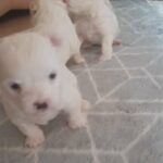 Bichon puppies for sale.