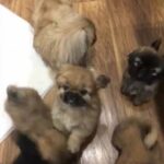 Pekingese puppy