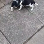 2 beautiful cocker spaniel boys 8-weeks old