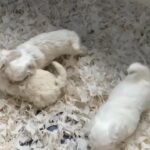 Bichon Boy ready next week!!!