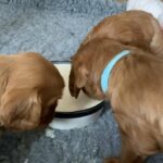 kC registered health tested Cavalier King Charles spaniels