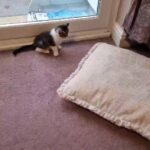 kittens for sale, all boys