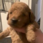 miniature poodles puppies