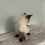 stunning Siamese