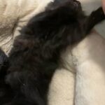 Black Norwegian Fluffy Kitten in London