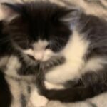 Norwegian Forest Mixed litter of Rare beautiful Kittens in London