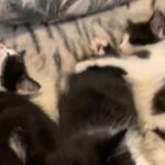 3 Exotic Norwegian/Bombay Kittens in London