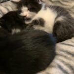 3 Rare Beautiful Bombay Kittens