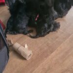 Cockapoo puppies for sale (girls)