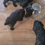 Cockapoo puppies for sale