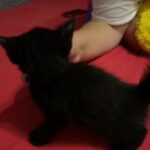 Male Black Kitten - Gosport Hampshire