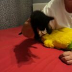 Female Kitten - For Sale Gosport Hampshire