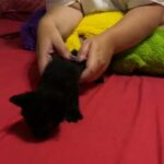 Black Male Kitten - Gosport Hampshire