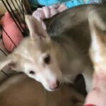 German shepherd x Siberian husky