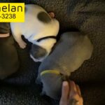 french bulldog puppies for sale