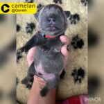 Merle French Bulldogs
