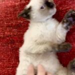 Selkirk Rex seal point girl