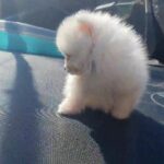 polar Bear xxs