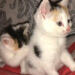 calico kittens