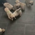 PUG PUPPIES ready to leave 08/11