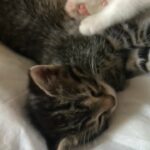 beautiful litter of kittens
