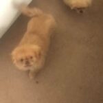 Pekingese