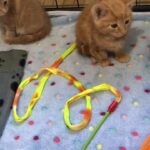 beautiful tabby kittens