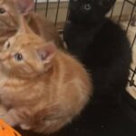 Lovely kittens