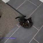 3 beautiful kittens left