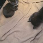Kittens just to boys left