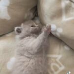 Scottish Fold kittens