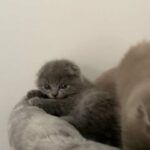Scottish Fold kittens