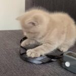 scottish fold kitten