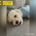 Bichon Malteze lovely puppy